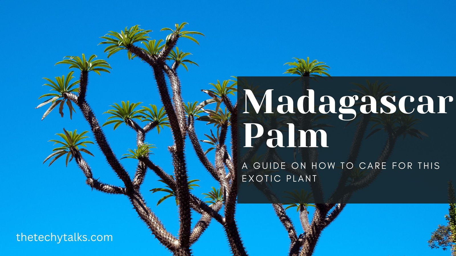 Madagascar Palm