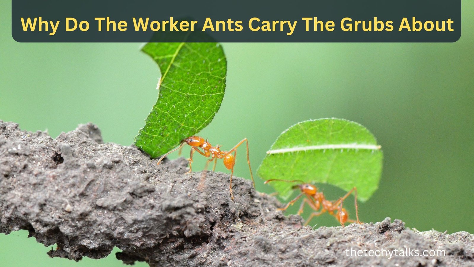 Why Do The Worker Ants Carry The Grubs About